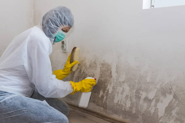 Best Same-Day Mold Removal  in Sonora, TX