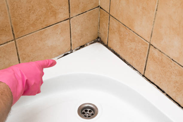 Best Mold Testing and Removal  in Sonora, TX
